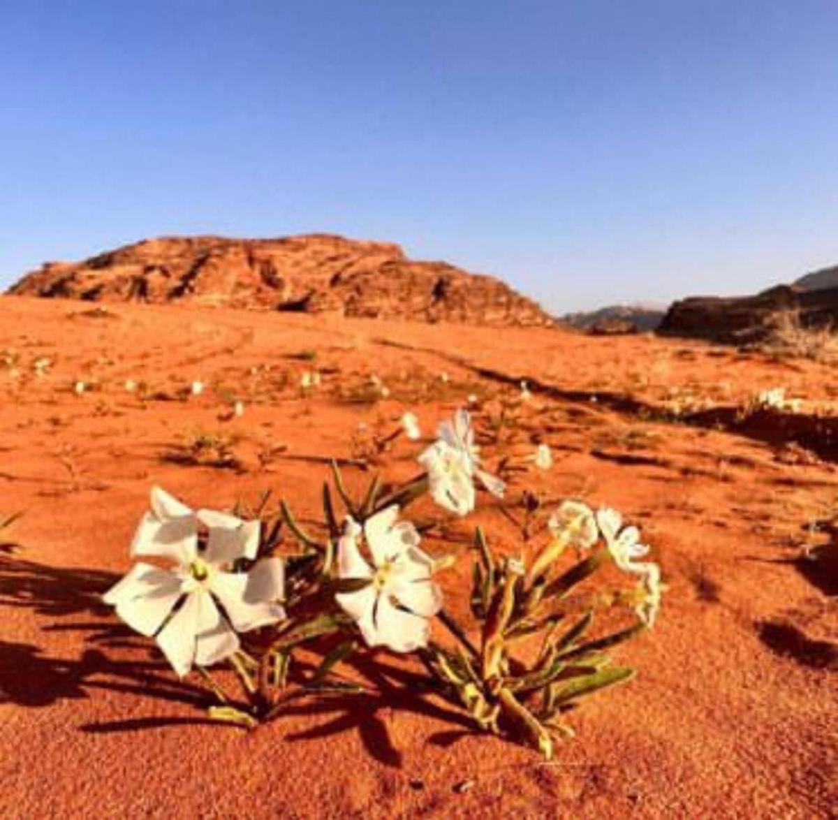 Salma Desert Camp - Housity