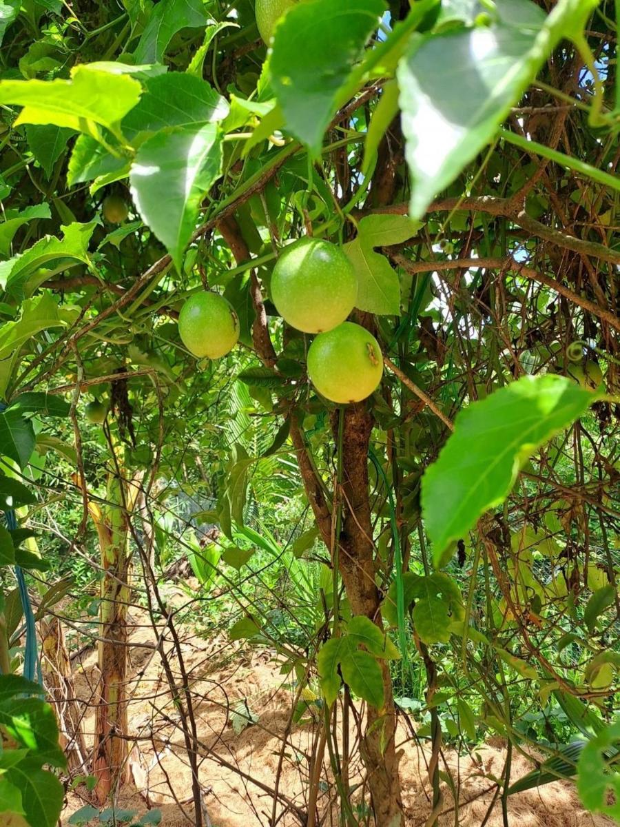 Lime homestay - Housity