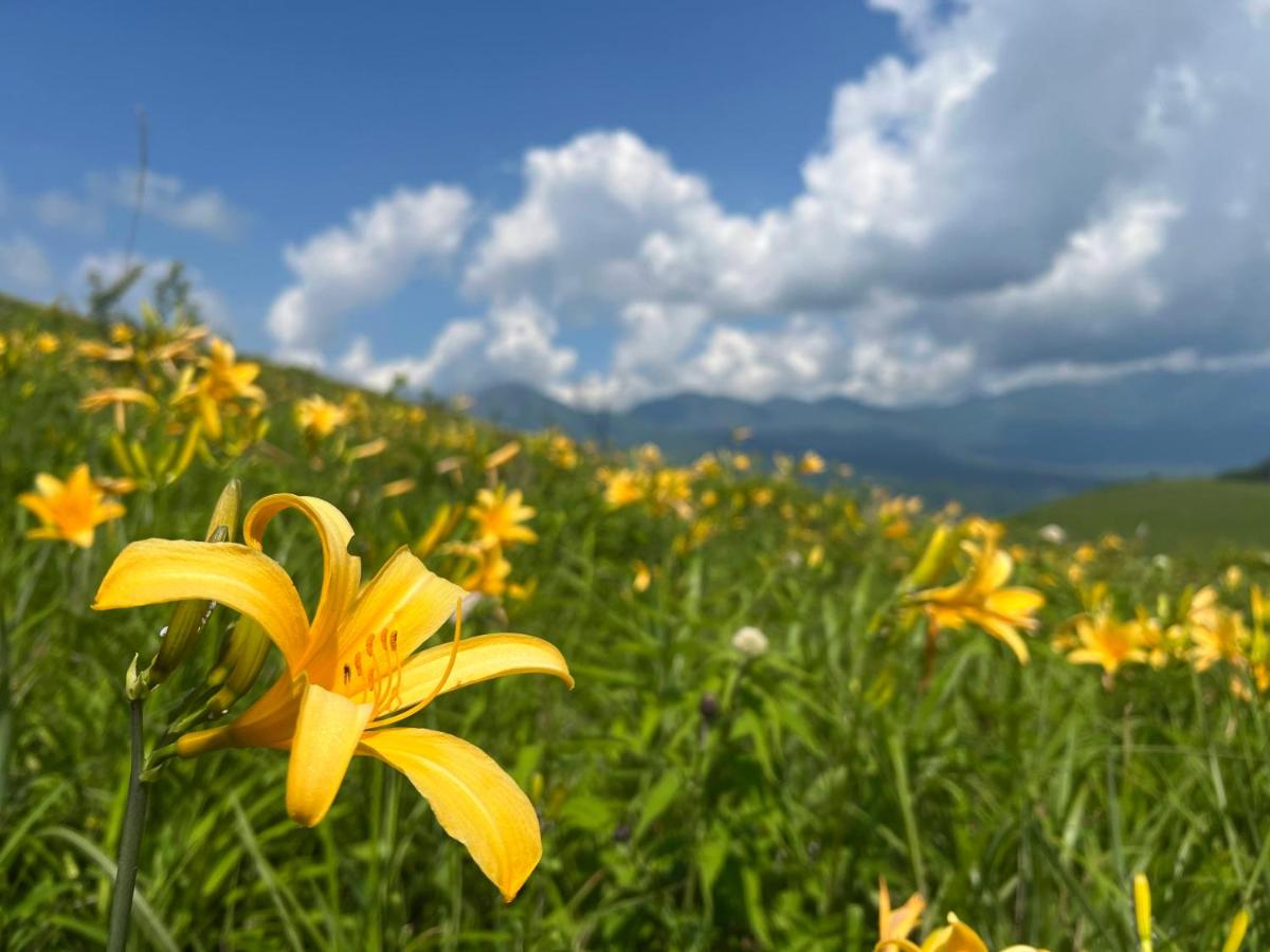 Pension Wildflowers - Housity