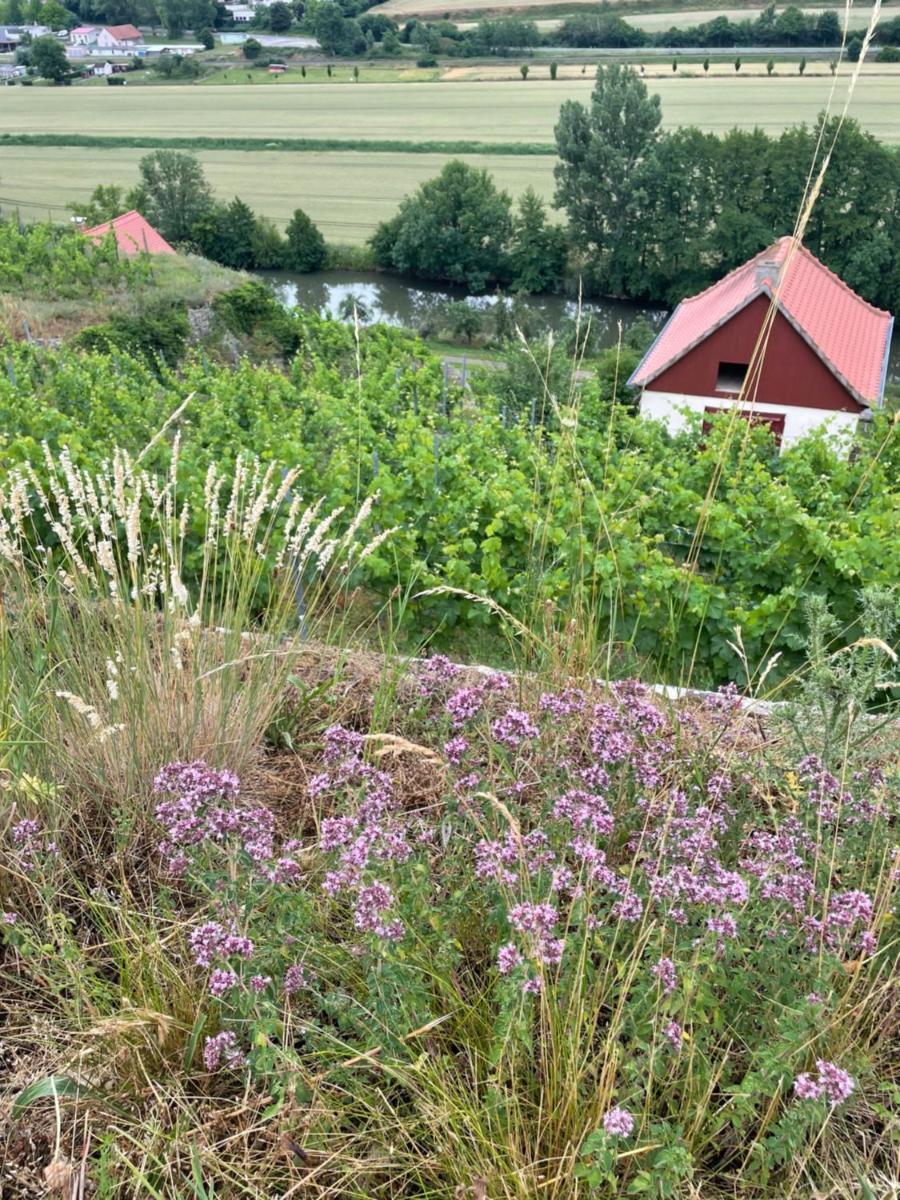 Ferienhaus Traminer im Weinberg - Housity