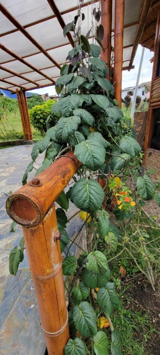 El Frijolito Mágico LODGE - Housity