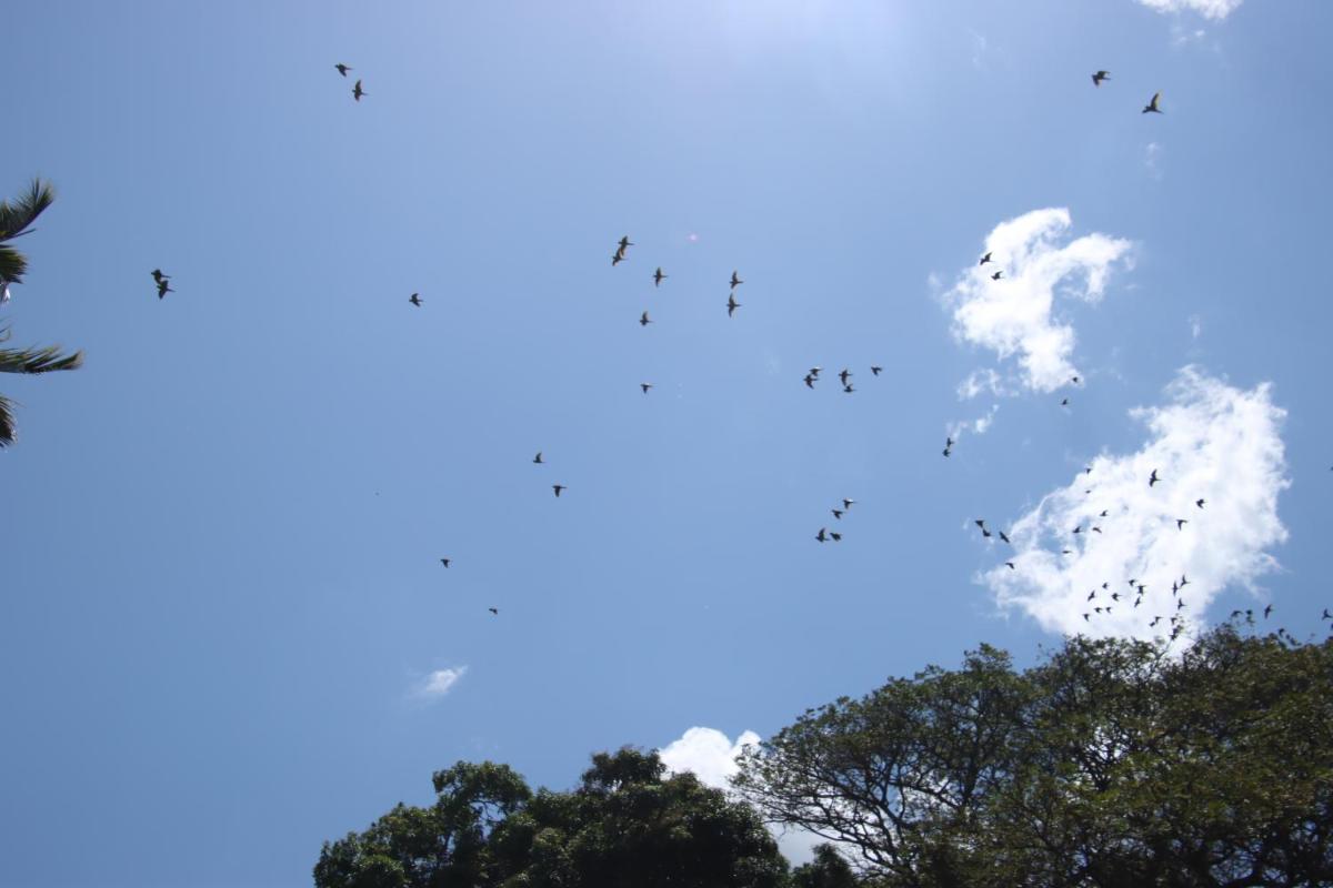 La Sirenita - Ometepe - Housity