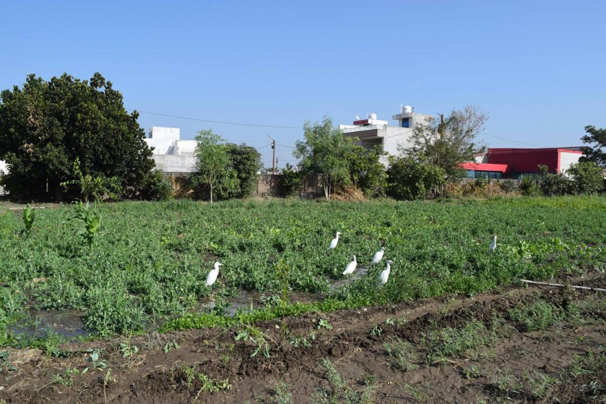 Shivashray Krishi Farm House - Housity