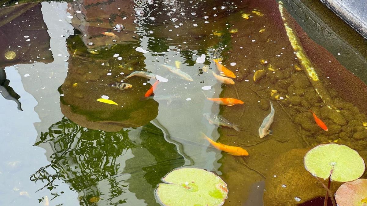 Animais no hotel ou nos arredores
