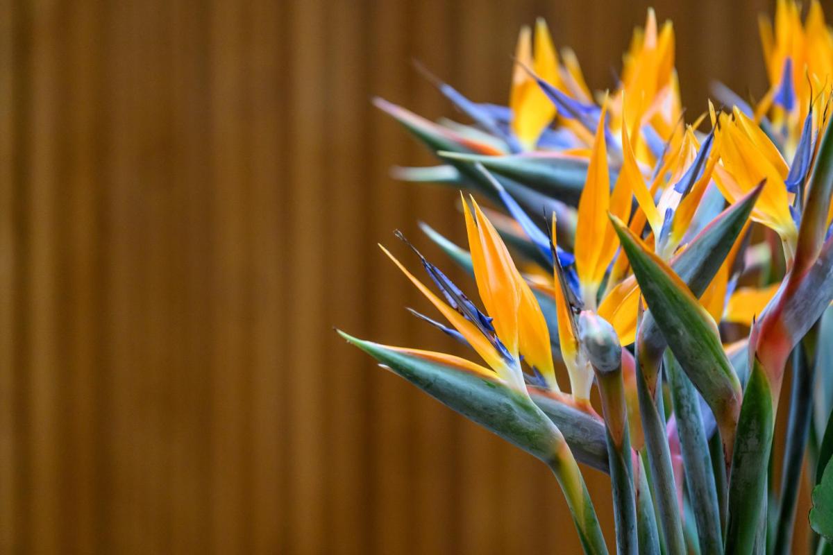 Imagem da galeria de Inspira Liberdade Boutique Hotel em Lisboa
