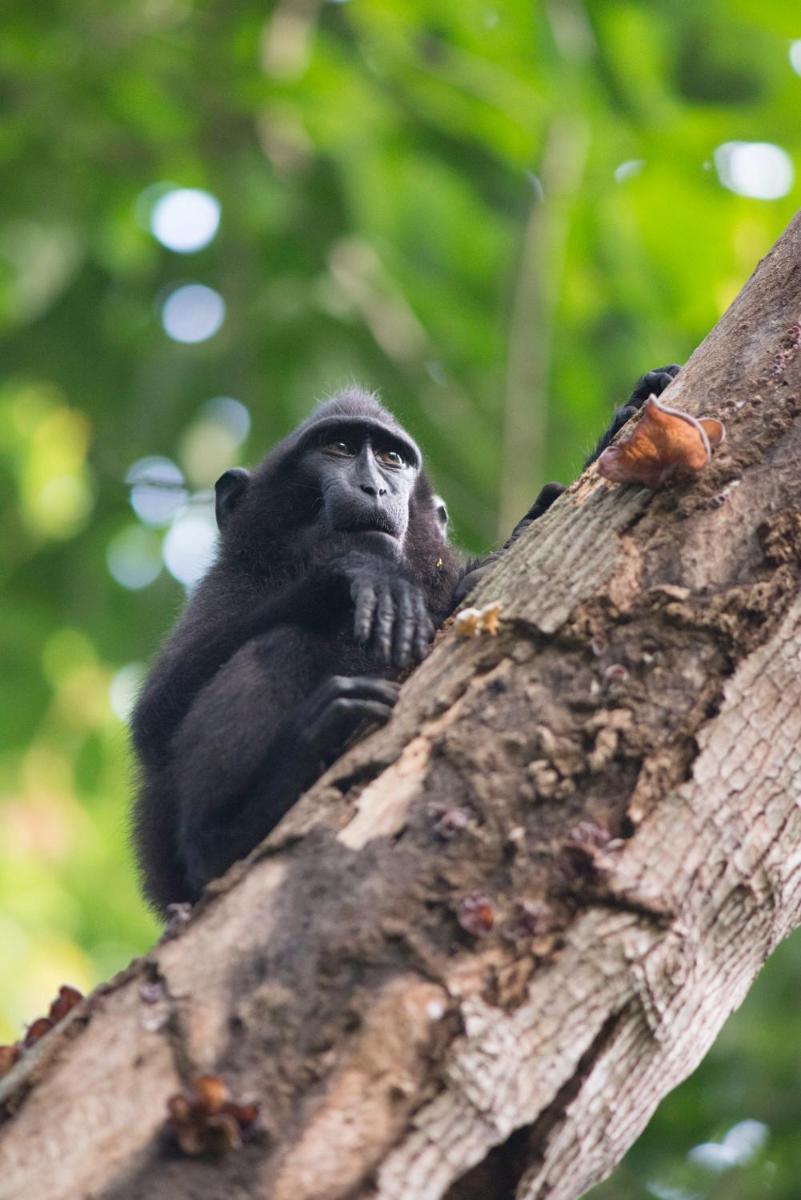 K2 Lembeh Dive Resort - Housity