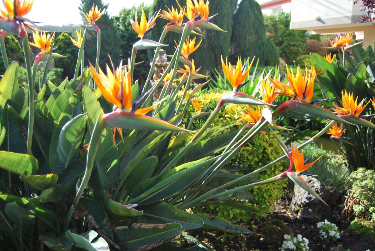 Jardín al aire libre en Hotel Spa Bosque mar