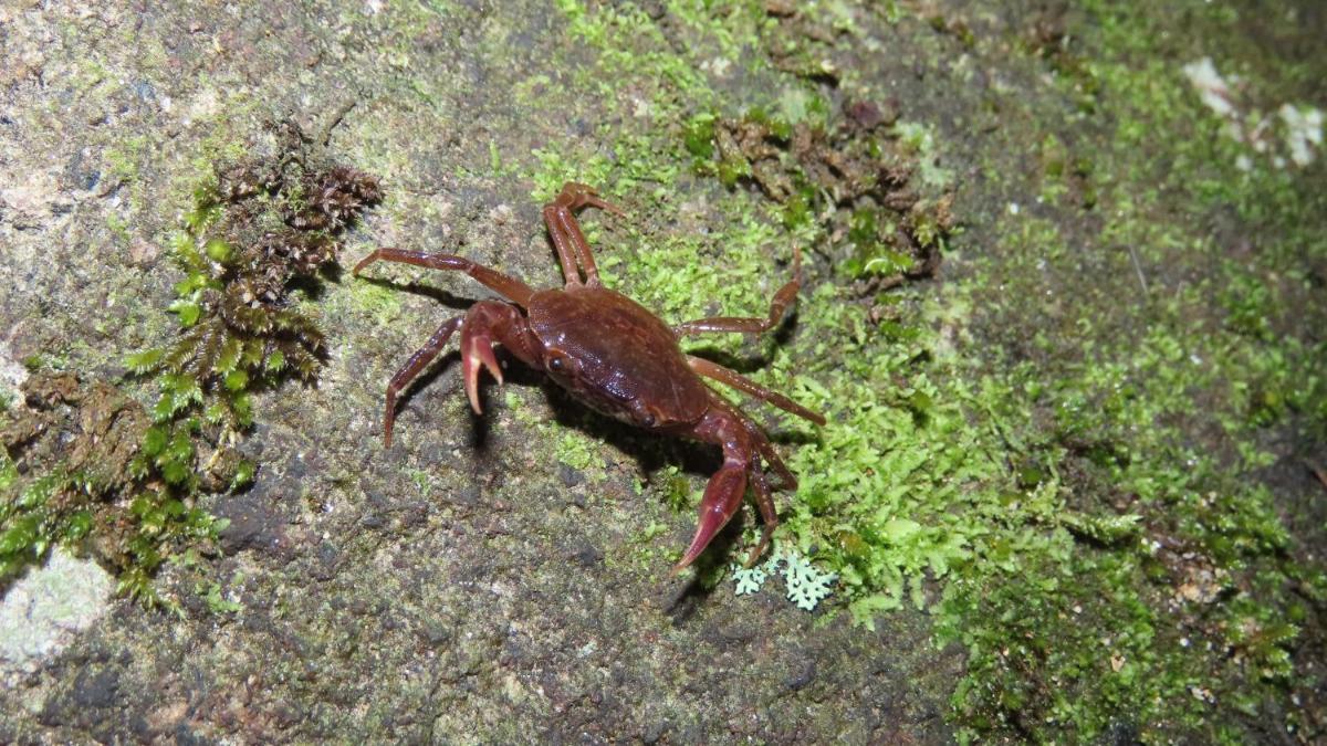 Reserva Natural Piedramontada - Housity