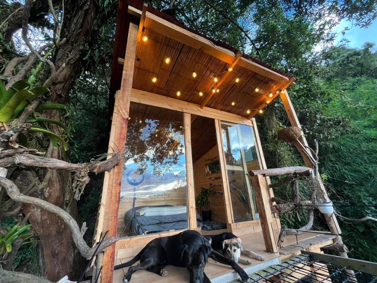 Palu Ecoaldea, Cabañas glamping en medio del bosque - Housity