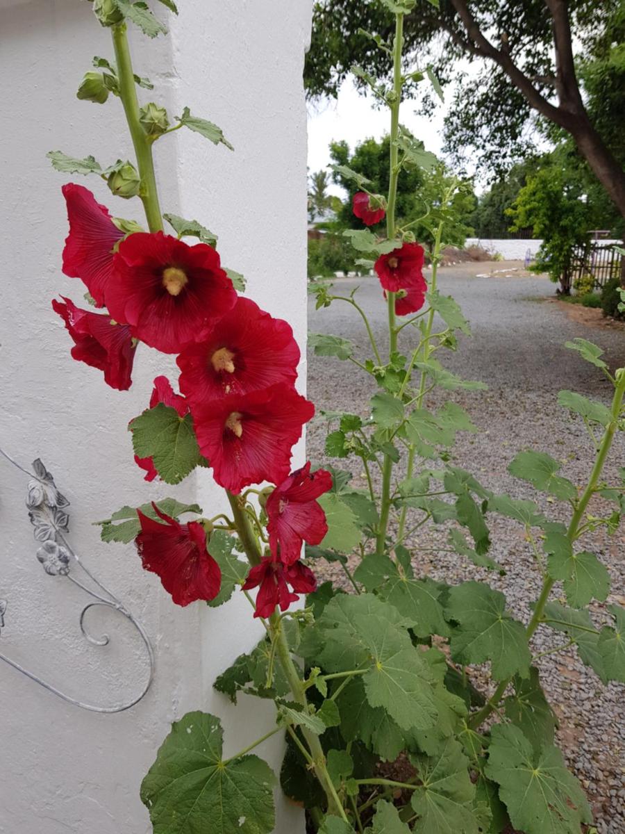 Karoo Manor Guesthouse and Restaurant - Housity