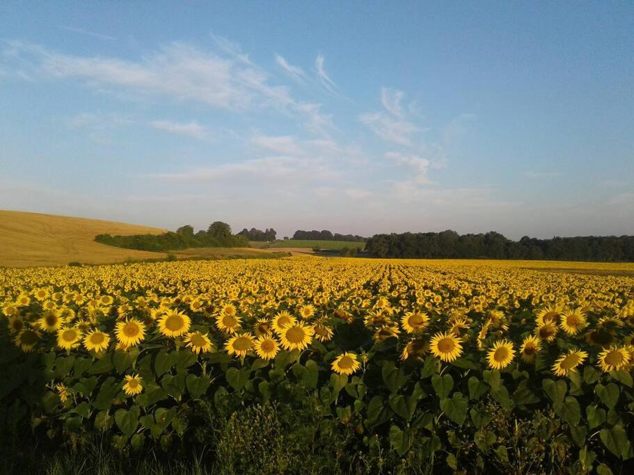 Fleur Du Soleil - Housity