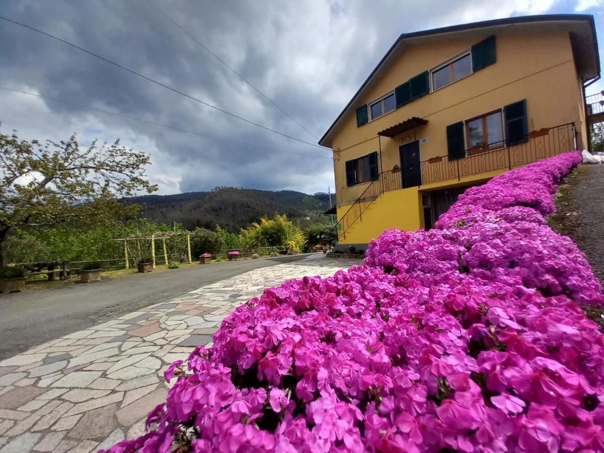 La valle fiorita - Housity