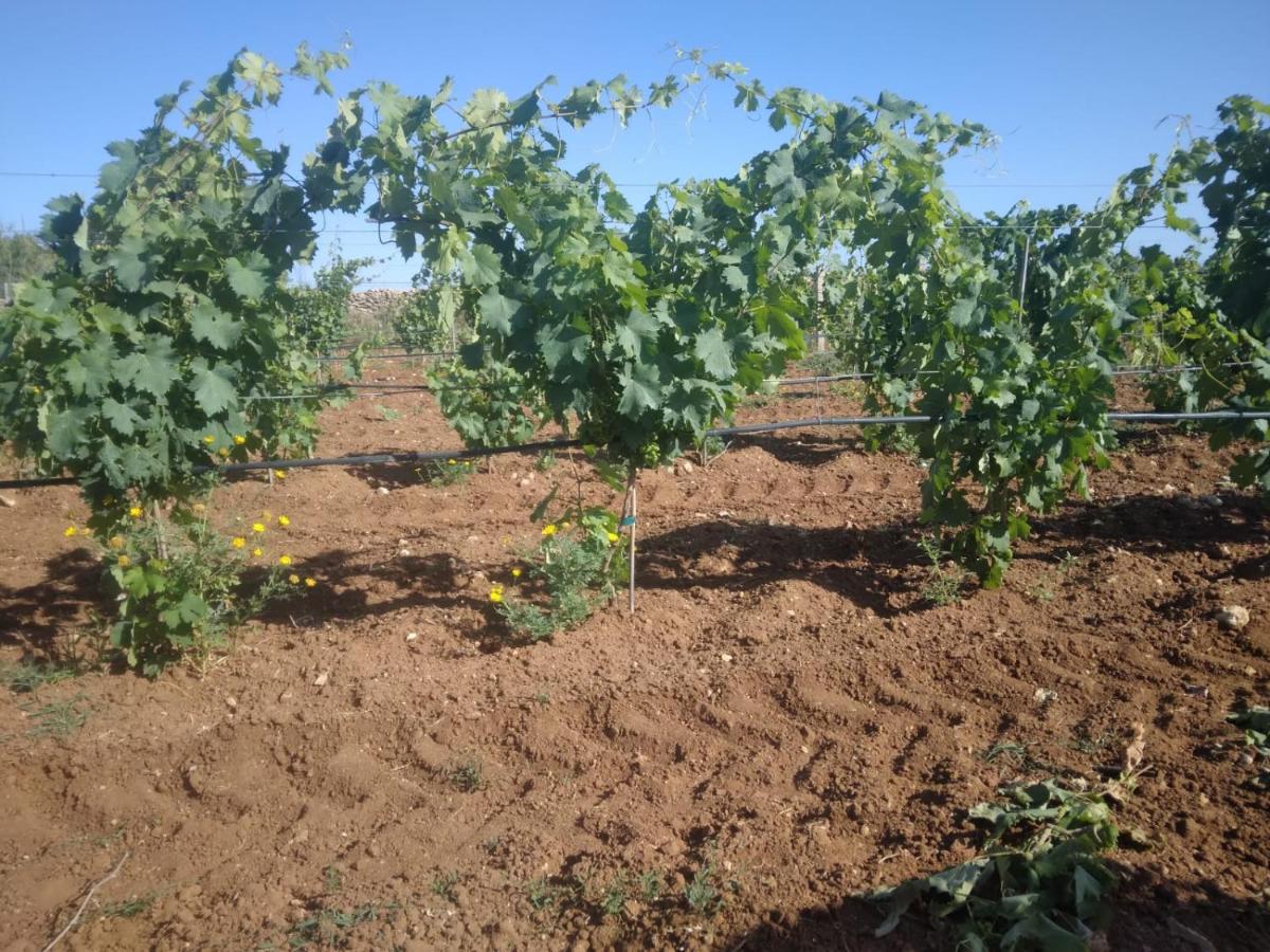 Agriturismo Bellu - Housity