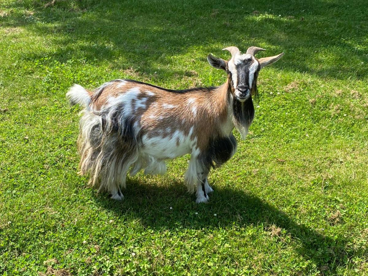 Animaux dans l'hôtel ou à proximité