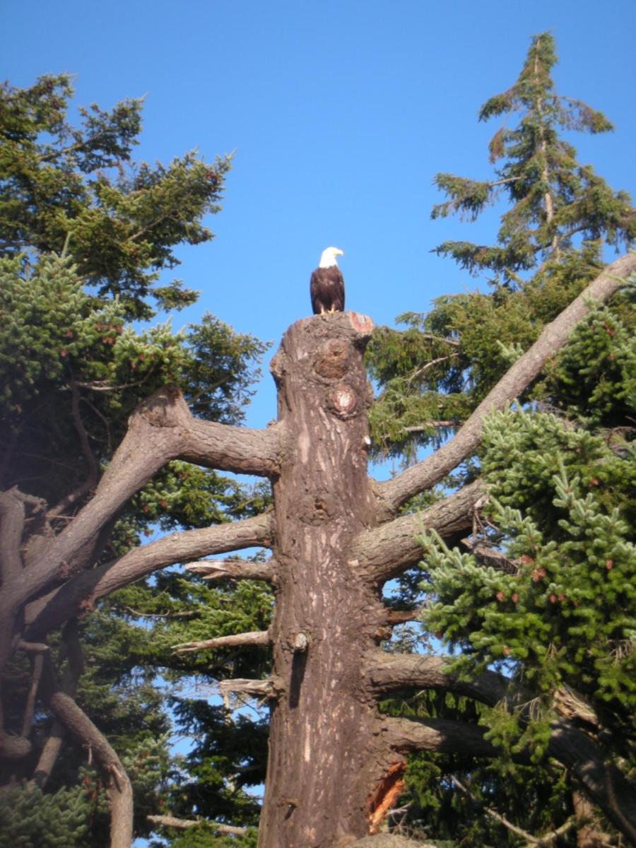 Eagle Aerie - Housity