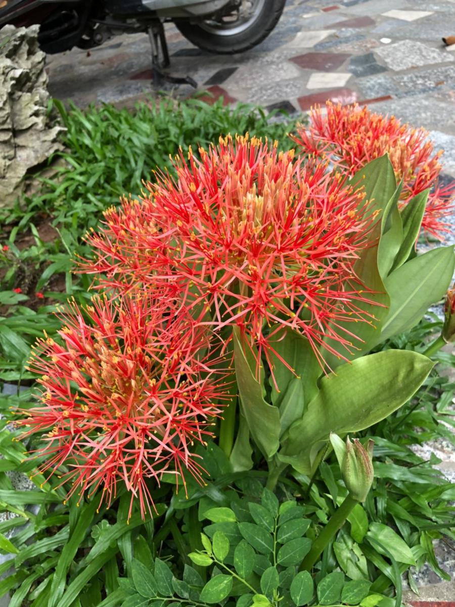Tam Coc Hello Homestay - Housity