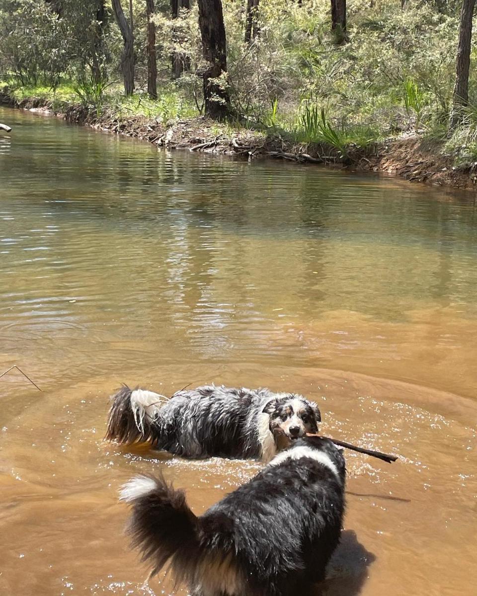 A Paradise for Dogs and A Magical Retreat for Hoomans - Housity