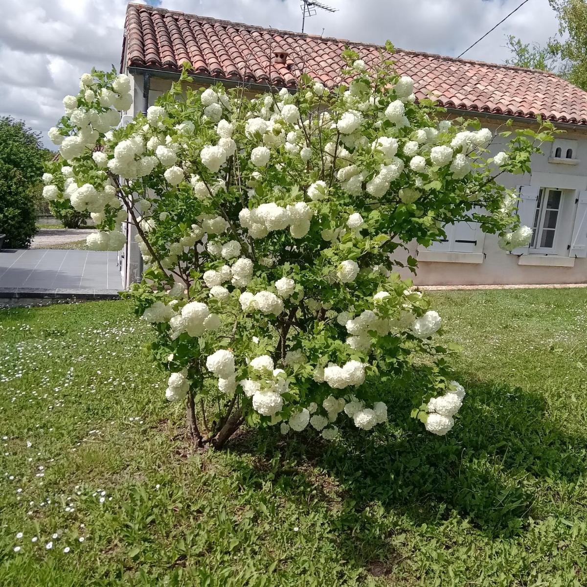COQUETTE MAISON - Housity