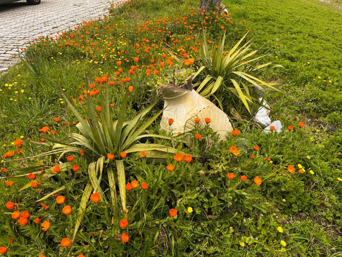 Il Giardino di Vincenzina B&B - Housity