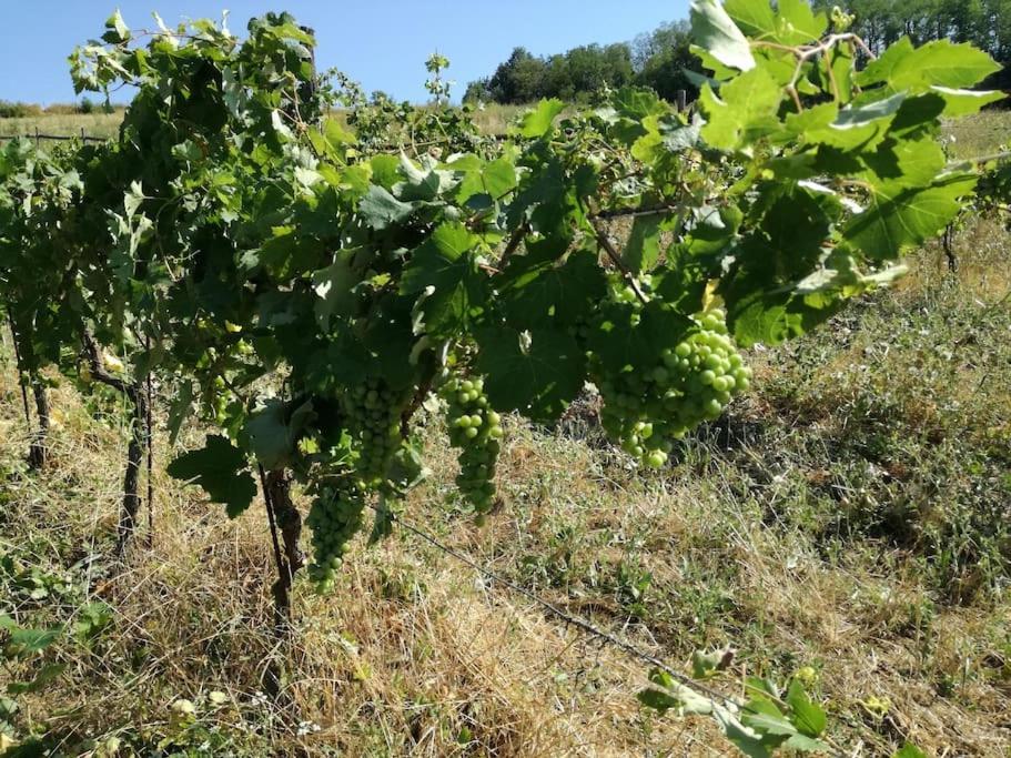 Suitetrails - Oasi di Mastarone - Il vino e le Rose