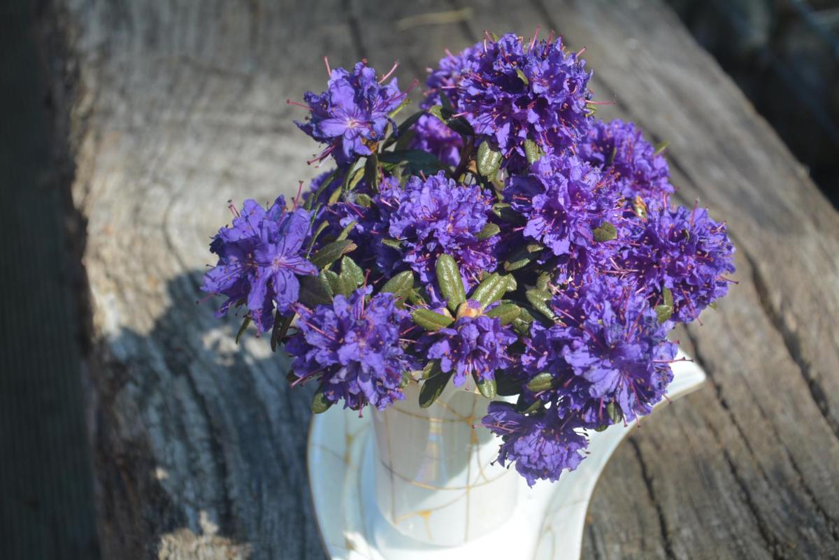 Salvia apartment - Housity