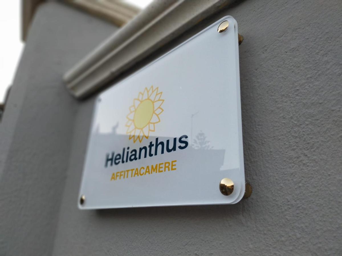 Helianthus - Housity