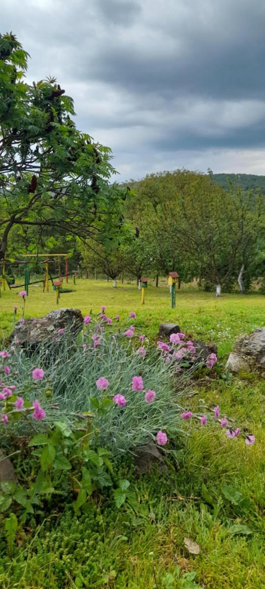 Kucerak kod Bobe Vrdnik - Housity