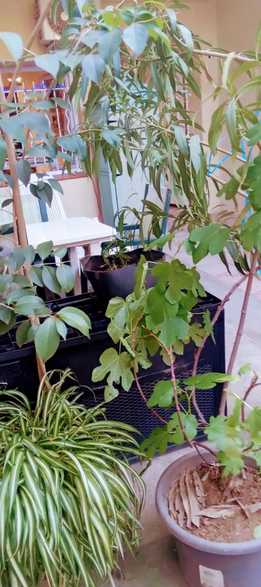 Joli Studio avec jardin - Housity
