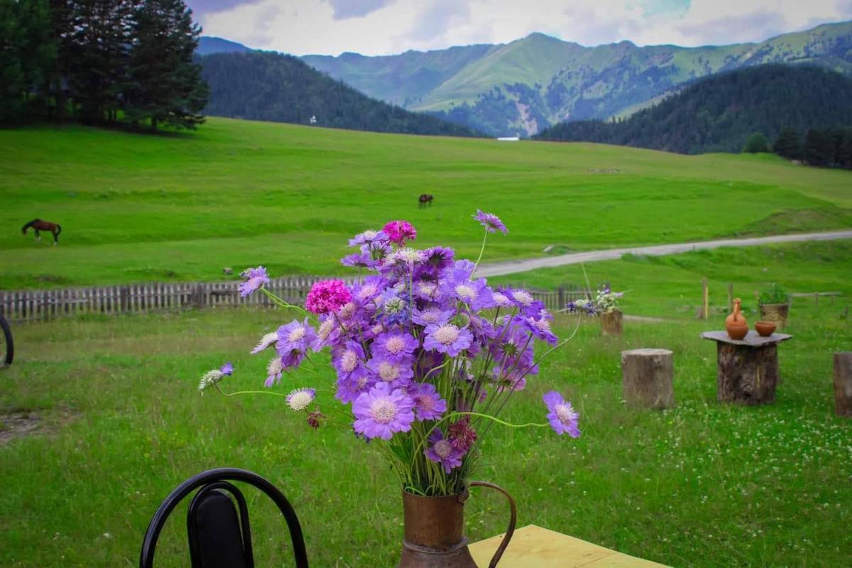 Hotel Tusheti - Housity