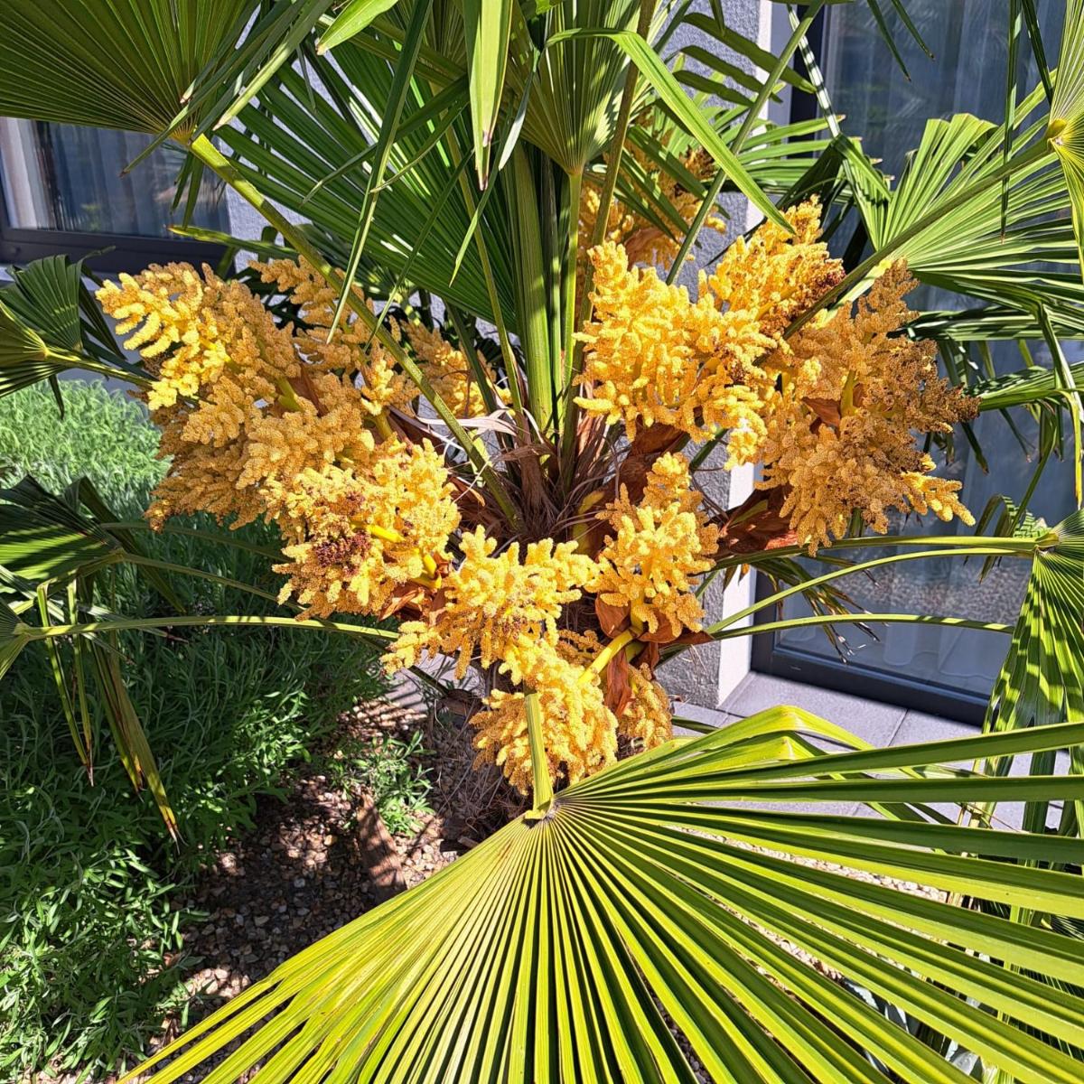 Suitetrails - Palm Garden Apartment 1