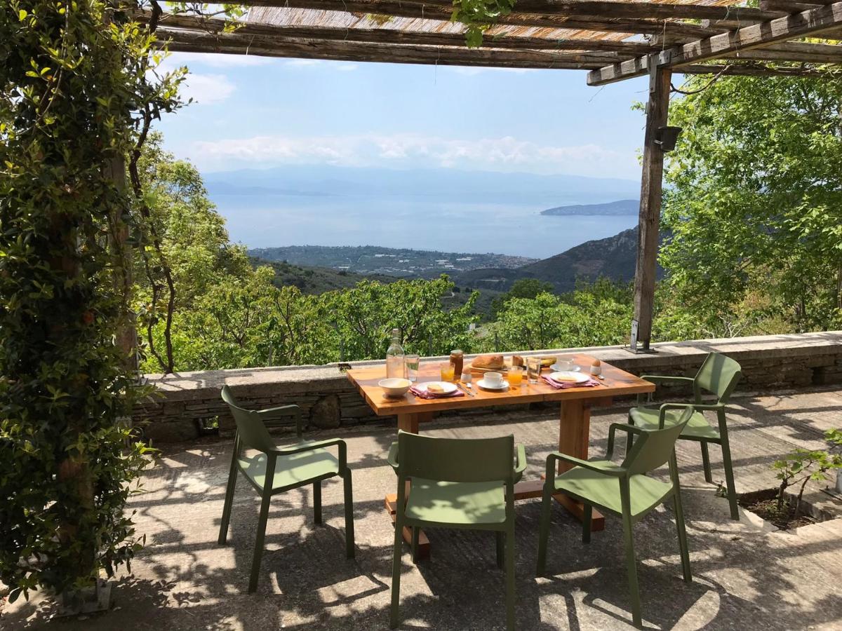House Gecko - Mount Pelion - Housity
