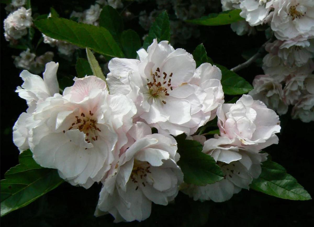 Hobreid House country stay with a beautiful garden - pets welcome - Housity