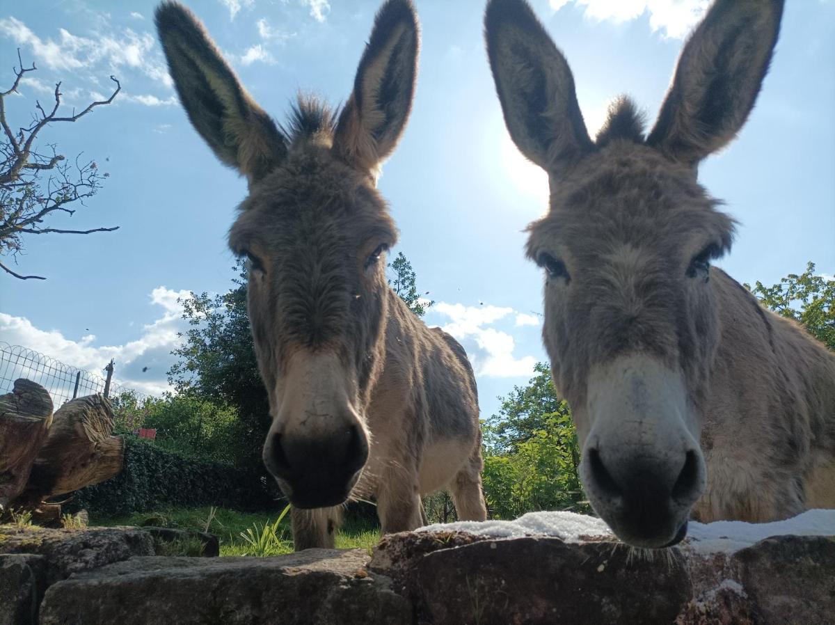 Les Charmois - Housity