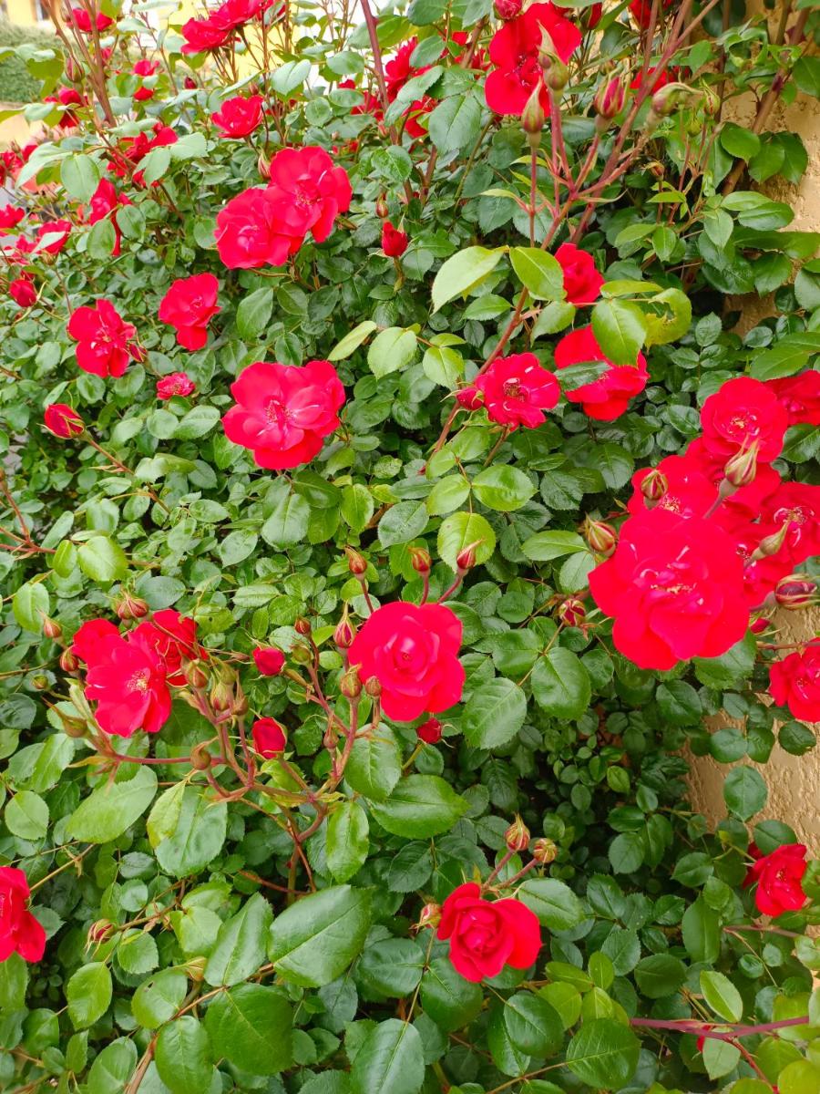 La maison des roses - Housity