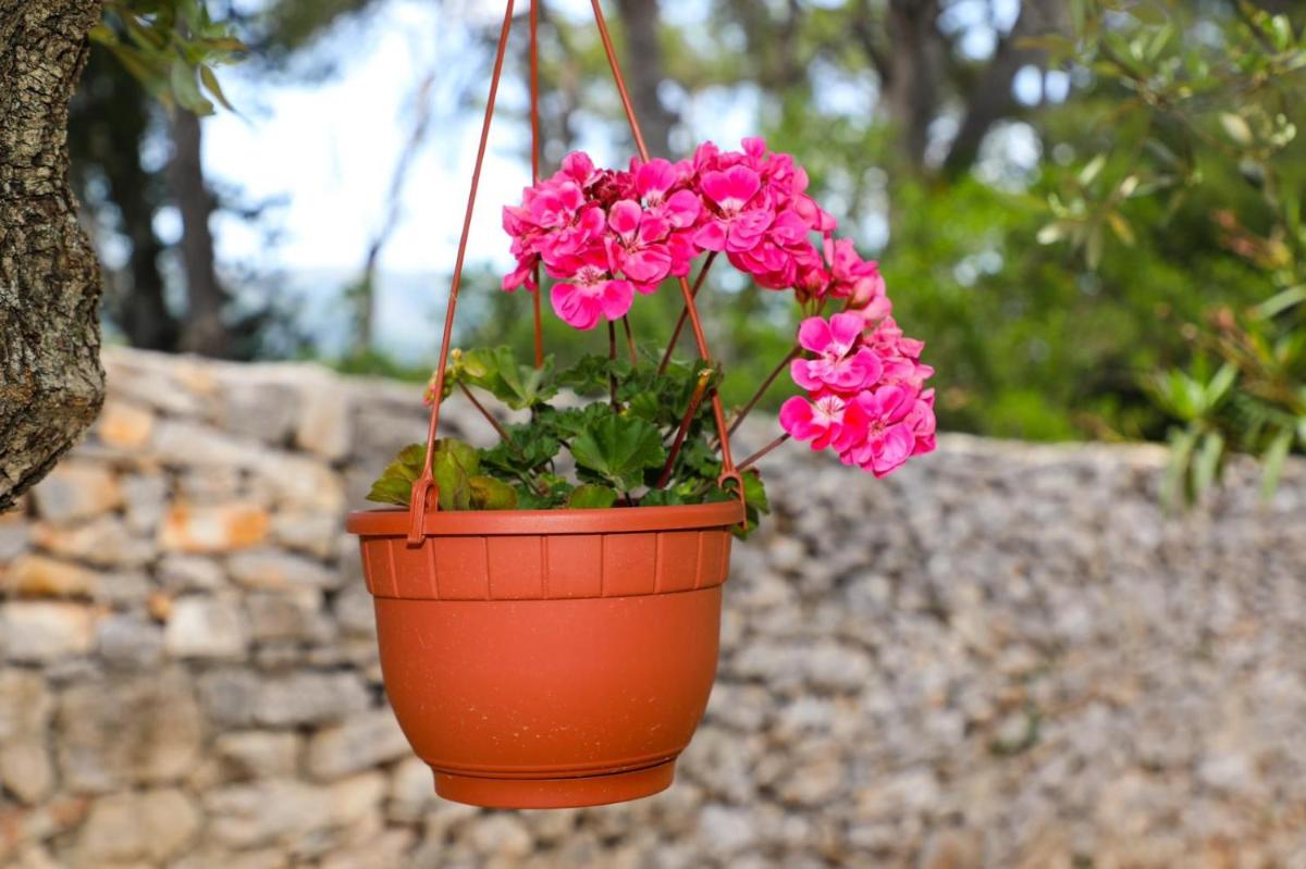 Apartment Niko Stari Grad Hvar - Housity