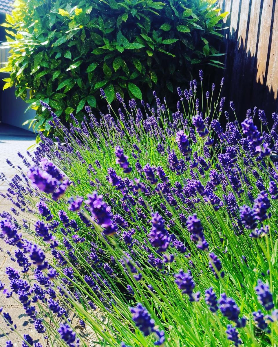 Ferienwohnung Lavanda - Housity