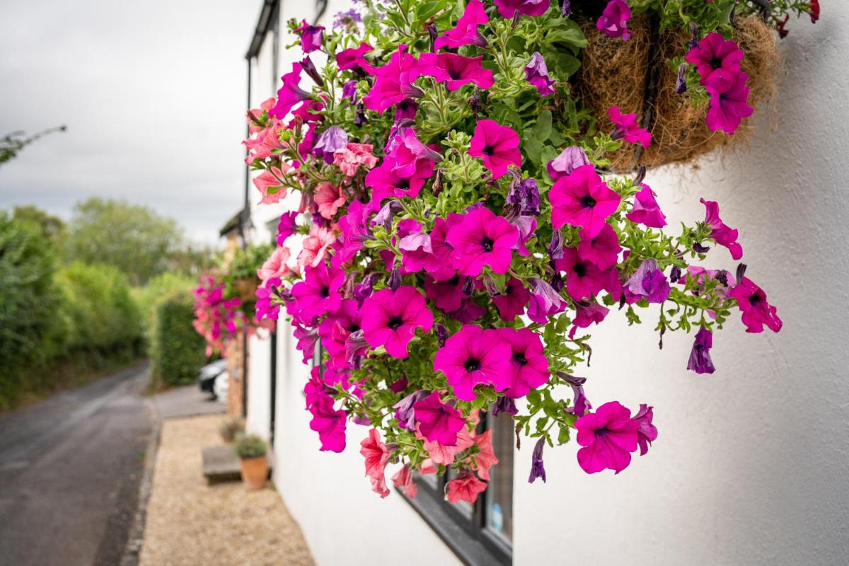Woodview - cosy 1840s cottage in Chew Valley and Mendip AONB - Housity