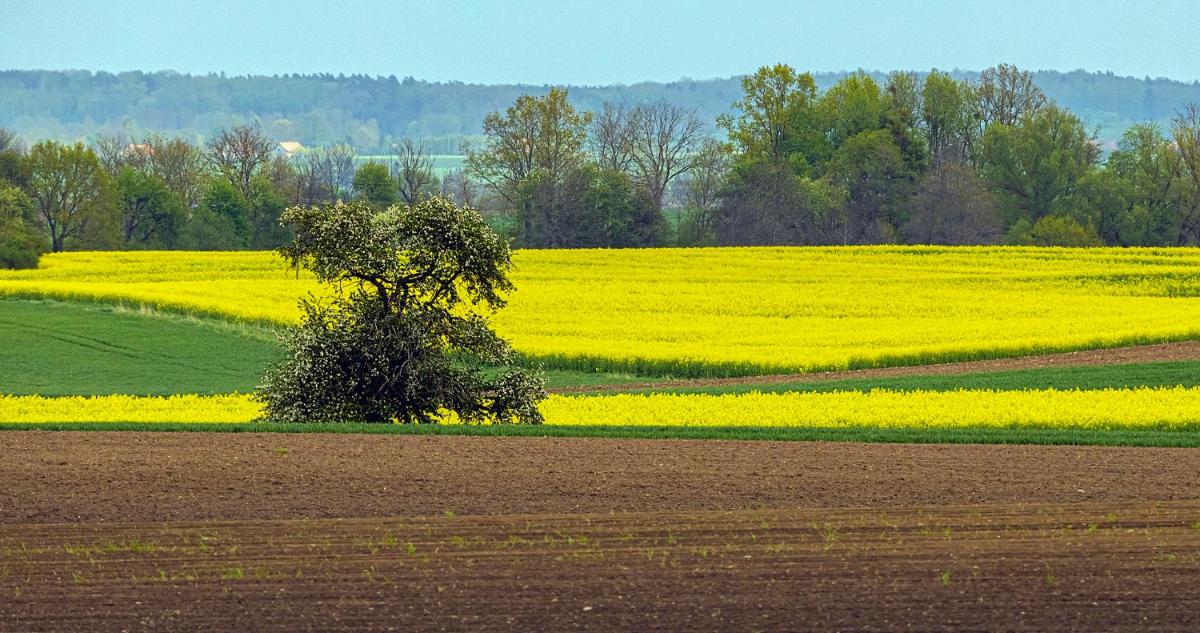 Cztery Luksusowe Domy na Mazurach, jezioro Juksty - SAKURAREST - Housity