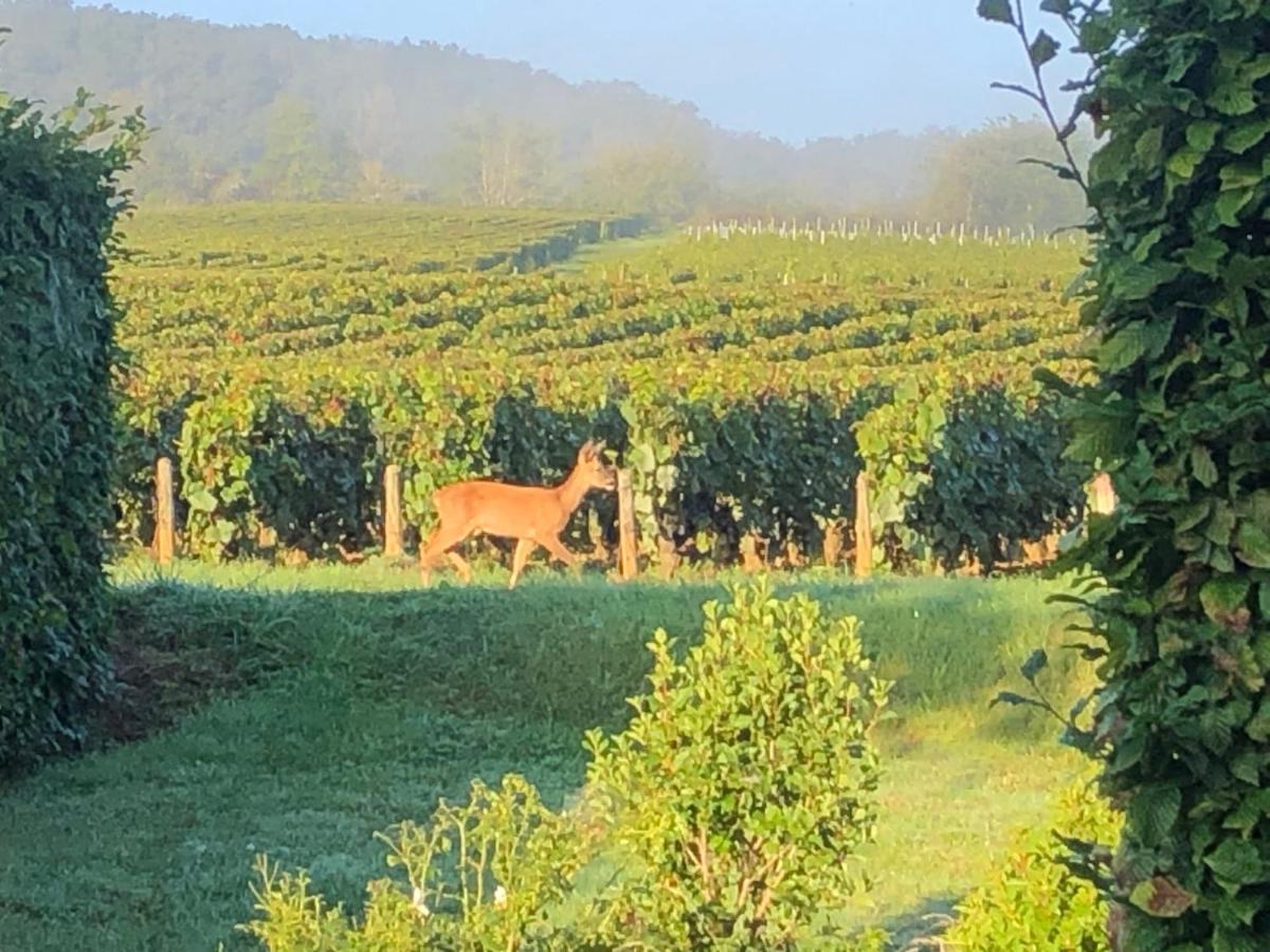 Avre de Paix au milieu des Vignes - Housity