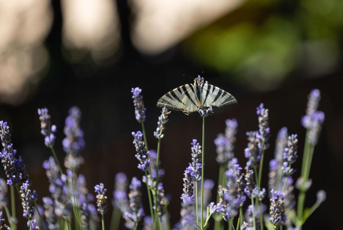 Jardin de l'établissement Domaine de Chalvêches Hôtel SPA 4*