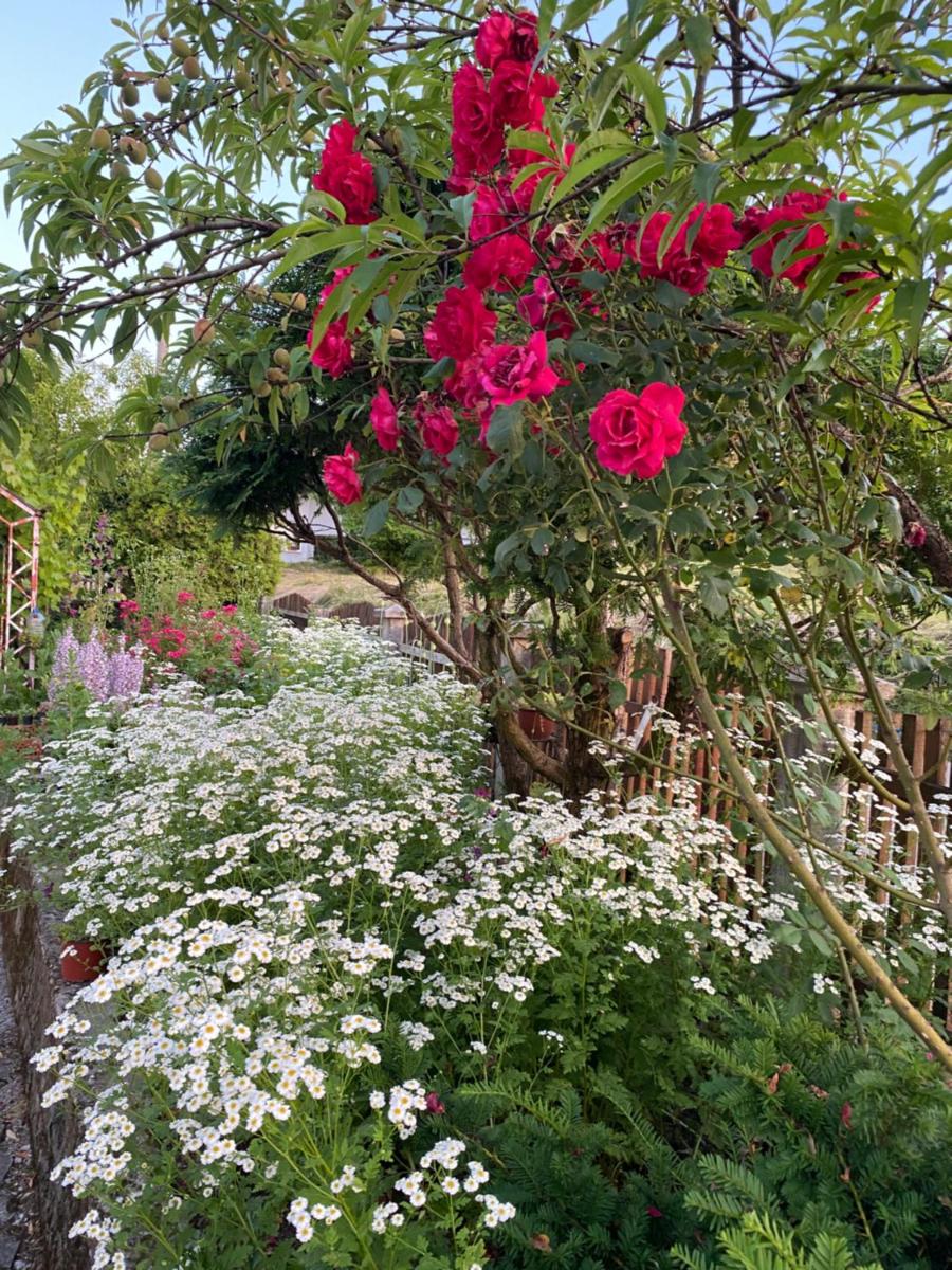 Mini Farm Adi - Housity