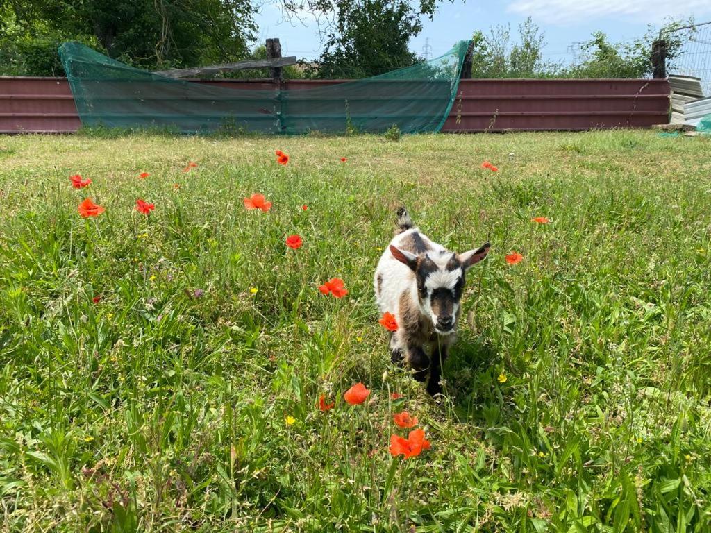 Colmar côté Rhin - Housity