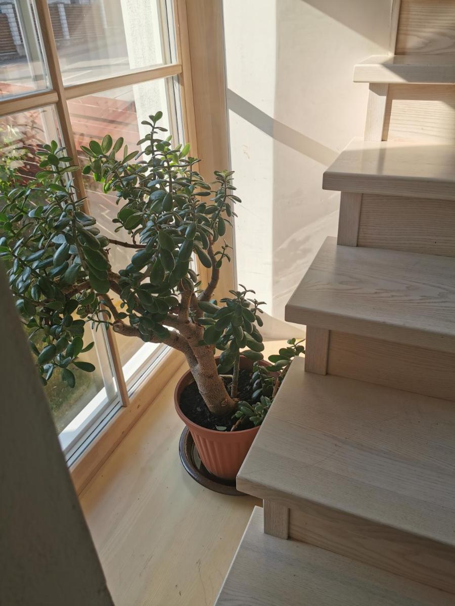 9 min from Palanga! luxury house on the river and sauna - Housity