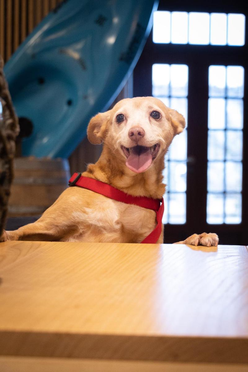 O animal ou animais de estimação com os hóspedes em Hotel Meira