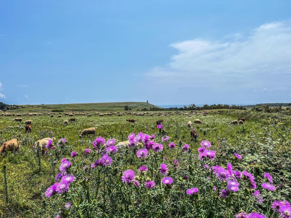 Casetta degli Ulivi - Housity