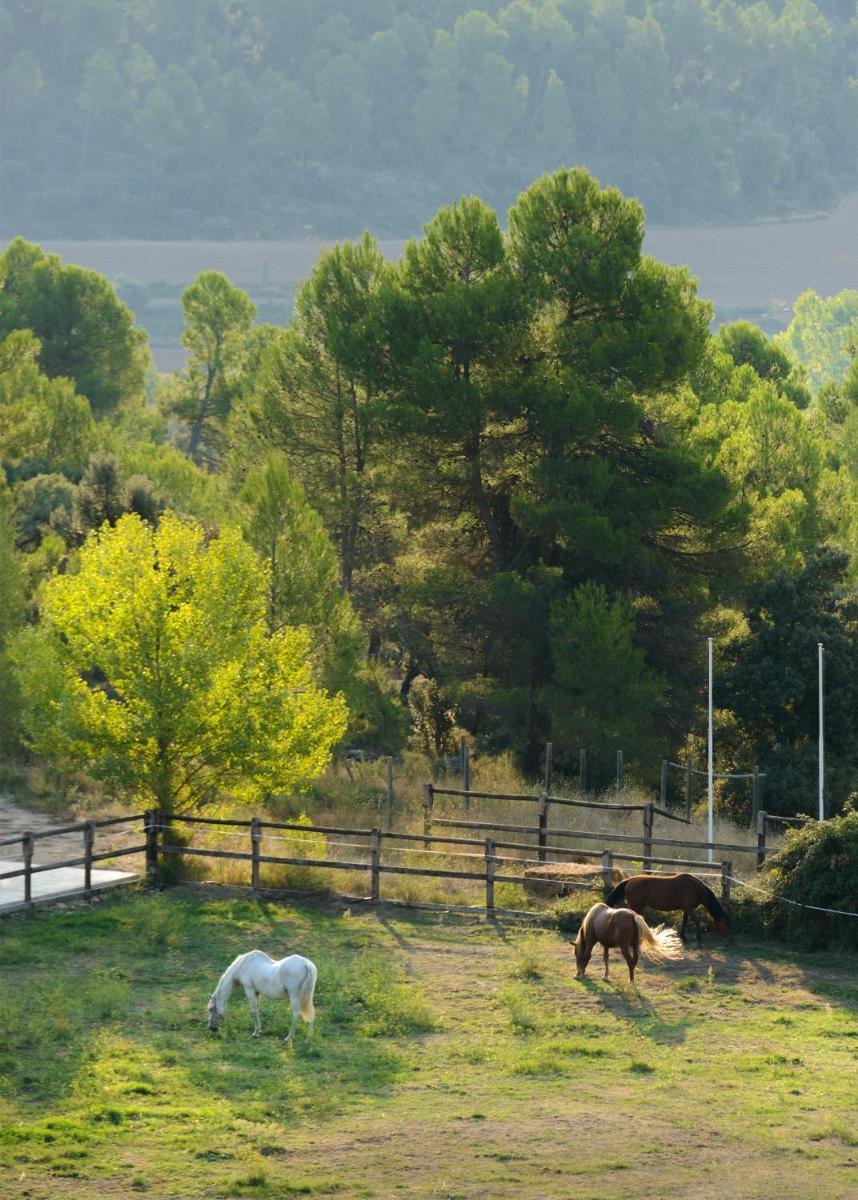 tres caballos pastando en un campo junto a una valla en Torre del Marqués Hotel Spa & Winery - Small Luxury Hotels, en Monroyo