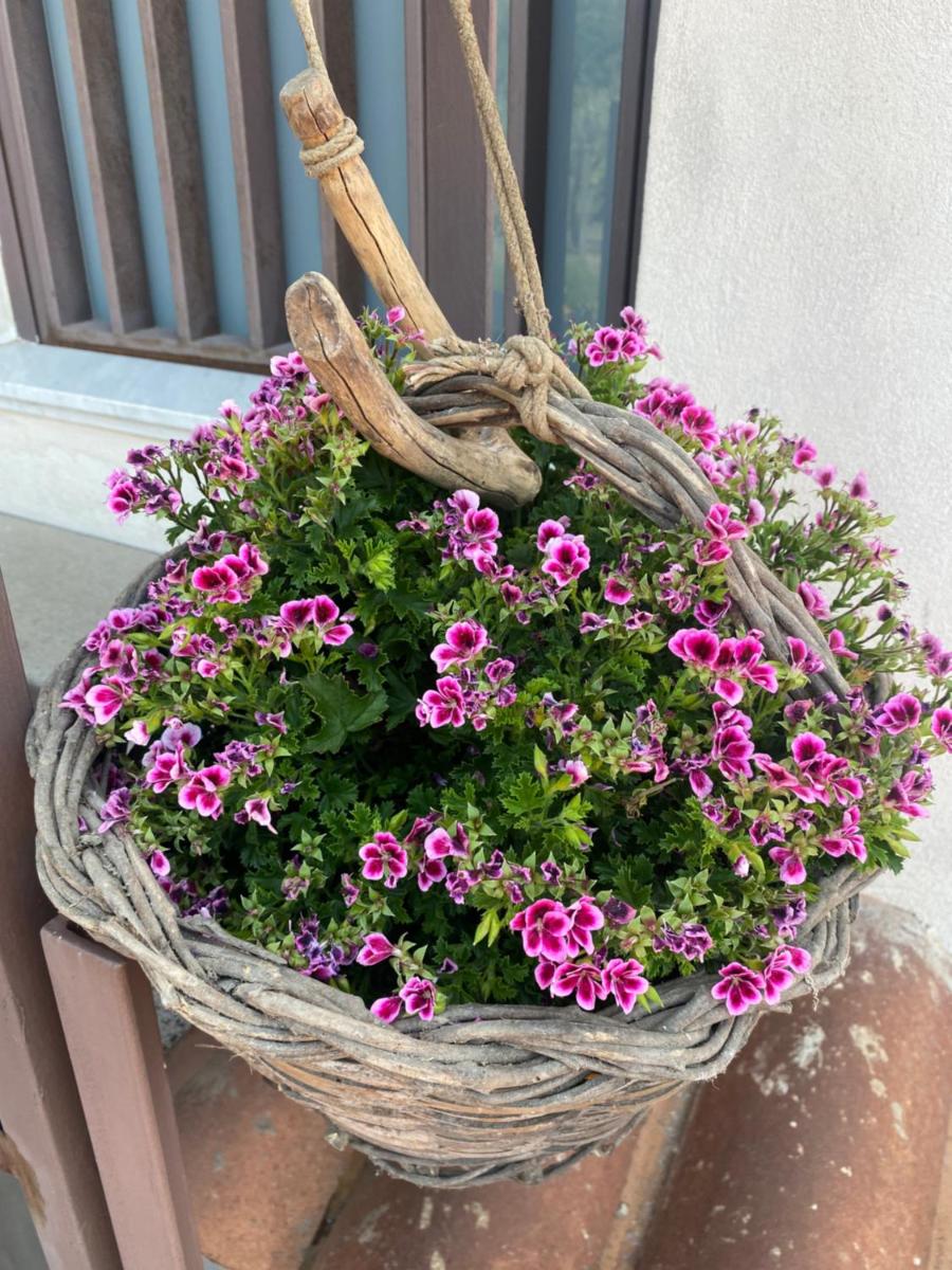 Villa Carolea - Housity