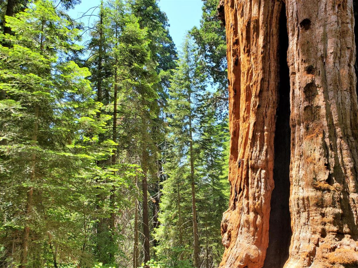 Redwood Retreat, Mountains, Adventure and Nature - Housity