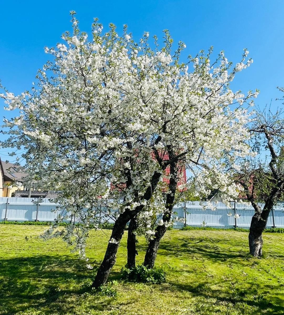 Villa Blue Heaven Pärnu - Housity