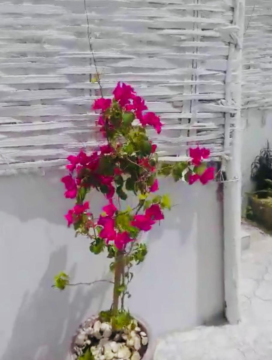 Villa diam la paix - Housity